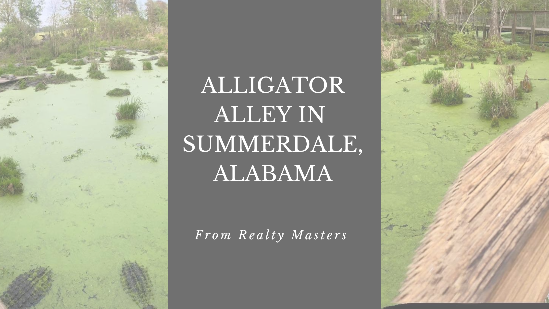Fun Things to Do: Alligator Alley